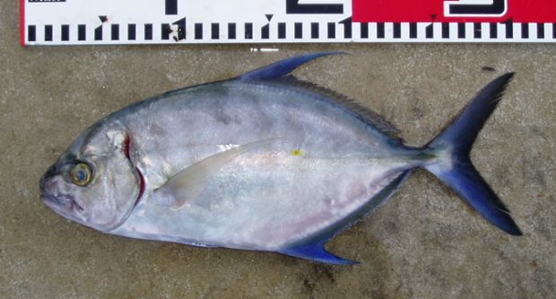 �i�����E�J�C����