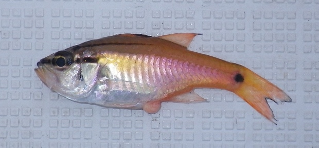 �l���u�c�_�C