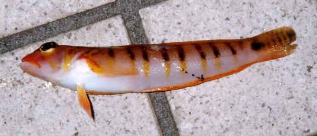 �I�L�g���M�X