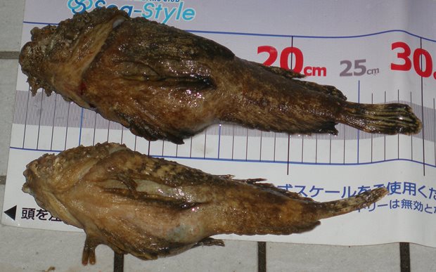 �I�j�I�R�[