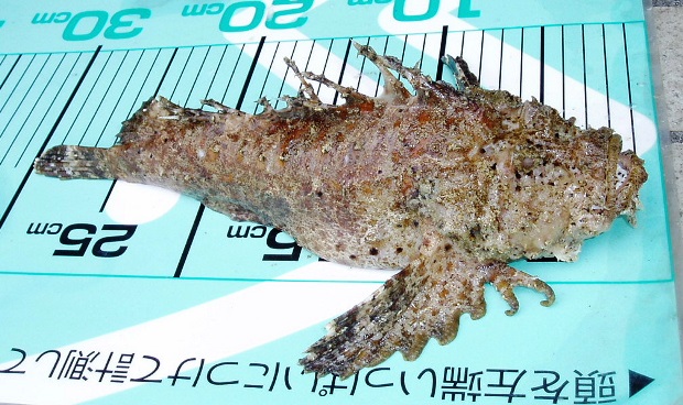 �I�j�I�R�[