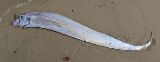 �T�P�K�V��