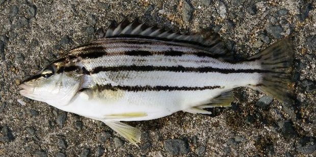 �V�}�C�T�L