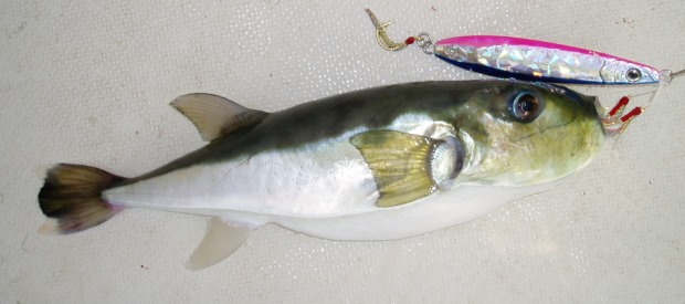 �N���T�o�t�O