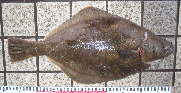 �\�E�n�`�K���C