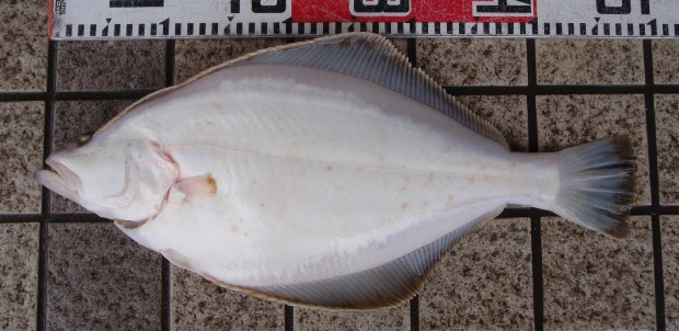 �\�E�n�`�K���C