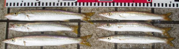 ���}�g�J�}�X