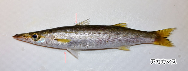 �A�J�J�}�X