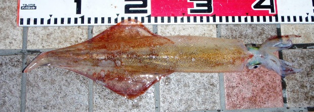 �����C�J