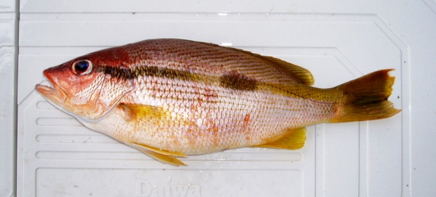 ���R�X�W�t�G�_�C