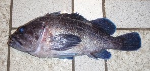 �L�c�l���o��