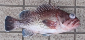 �^�k�L���o��