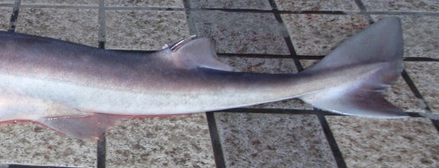 �A�u���c�m�U��