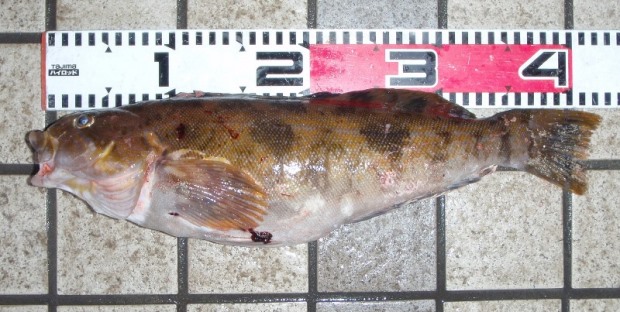 �A�u����