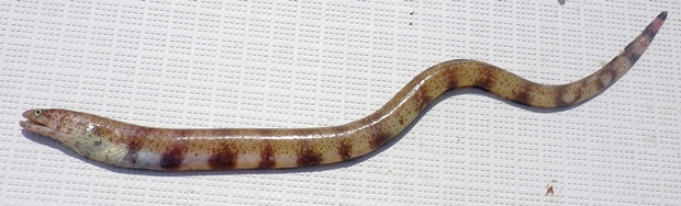 �A�~�E�c�{