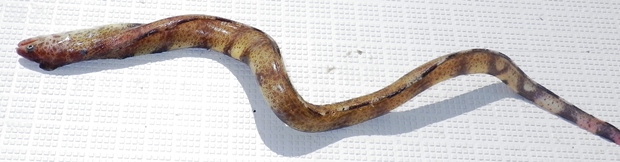 �A�~�E�c�{