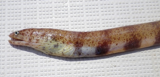 �A�~�E�c�{