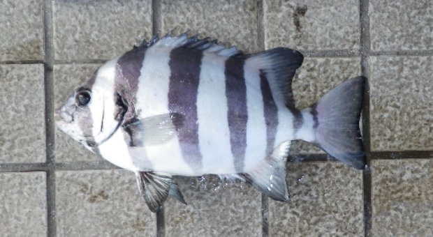 �T���o�\�E