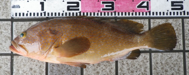 �L�W�n�^�i�A�R�E�j