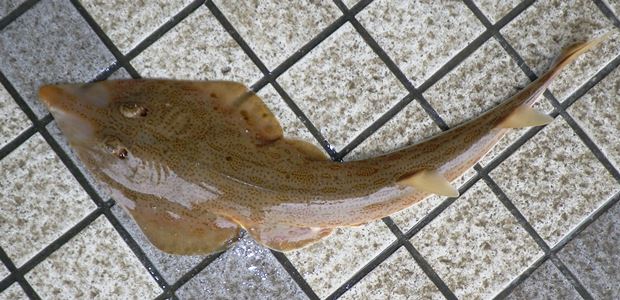 �R�����T�J�^�U��