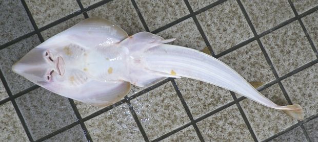 �R�����T�J�^�U��