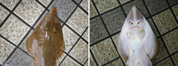 �R�����T�J�^�U��