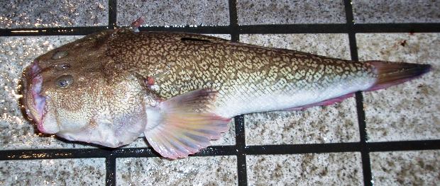 �~�V�}�I�R�[