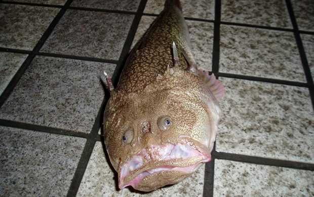 �~�V�}�I�R�[