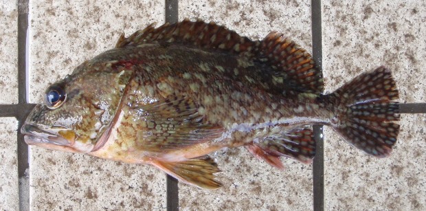 �����\�C