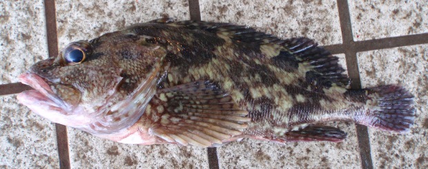 �����]�C