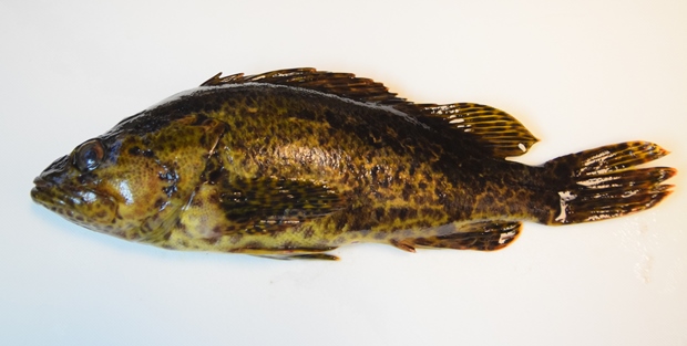 �^�P�m�R���o��