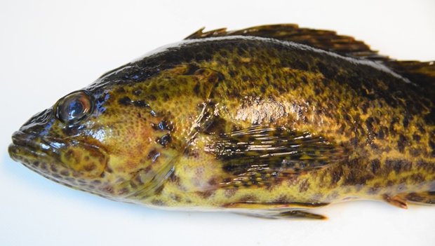 �^�P�m�R���o��