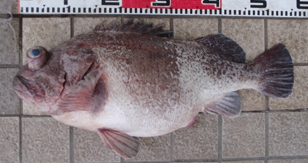 �^�k�L���o��