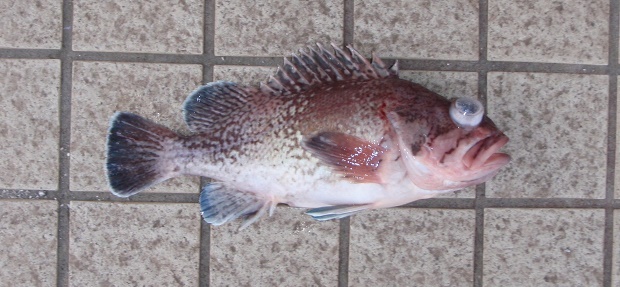 �^�k�L���o��