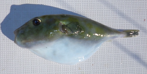 �����g�t�O