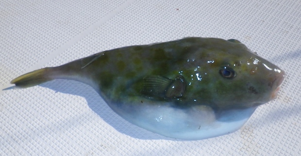 �`���E�`���t�O