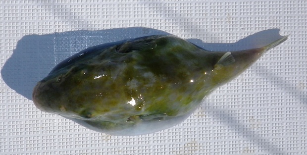 �����g�t�O