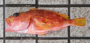 �A�����J�T�S