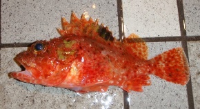 �t�T�J�T�S