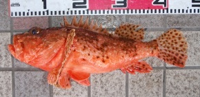 �C�Y�J�T�S