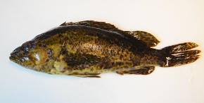 �^�P�m�R���o��