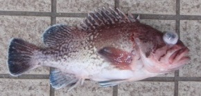 �^�k�L���o��