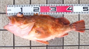 �E�b�J���J�T�S