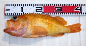 ���i�M�m�}�C