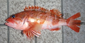 �����J�T�S