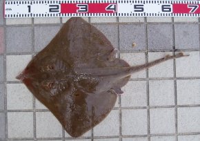 �e���O�J�X�x