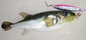 �V���T�o�t�O