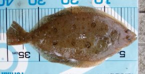 ���V�K���C