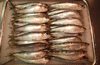 ���M�C���V