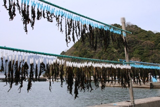 �V�R���J��